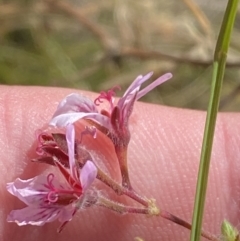 Pelargonium australe at Tennent, ACT - 10 Apr 2023