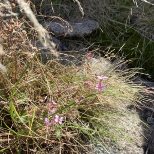 Pelargonium australe at Tennent, ACT - 10 Apr 2023