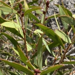 Callistemon pallidus (Lemon Bottlebrush) at Tennent, ACT - 10 Apr 2023 by Tapirlord