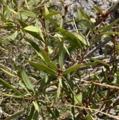 Callistemon pallidus at Tennent, ACT - 10 Apr 2023 11:12 AM