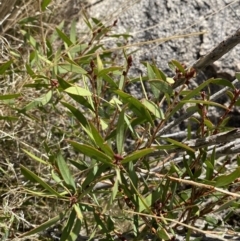 Callistemon pallidus at Tennent, ACT - 10 Apr 2023