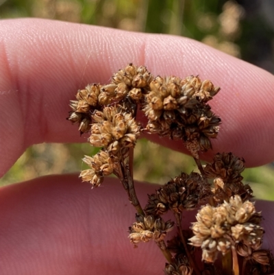 Juncus vaginatus (Clustered Rush) at Tennent, ACT - 10 Apr 2023 by Tapirlord