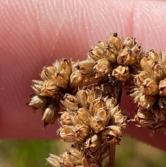 Juncus vaginatus at Tennent, ACT - 10 Apr 2023 10:26 AM