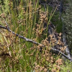 Juncus vaginatus at Tennent, ACT - 10 Apr 2023 10:26 AM