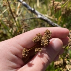 Juncus vaginatus at Tennent, ACT - 10 Apr 2023 10:26 AM