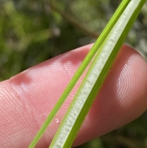 Juncus vaginatus at Tennent, ACT - 10 Apr 2023 10:26 AM