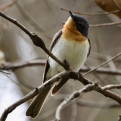 Myiagra cyanoleuca (Satin Flycatcher) at Tharwa, ACT - 4 Feb 2023 by KorinneM