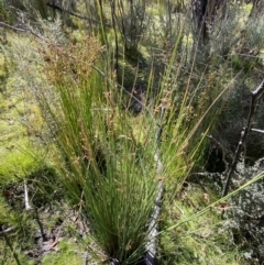 Juncus sarophorus at Tennent, ACT - 10 Apr 2023 10:26 AM