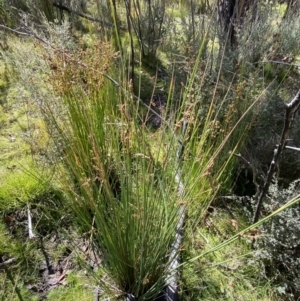 Juncus sarophorus at Tennent, ACT - 10 Apr 2023