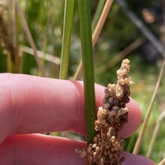 Juncus sarophorus at Tennent, ACT - 10 Apr 2023