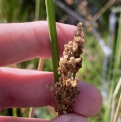 Juncus sarophorus at Tennent, ACT - 10 Apr 2023