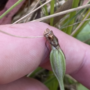 Diplodium laxum at Tennent, ACT - 10 Apr 2023