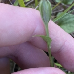 Diplodium laxum at Tennent, ACT - 10 Apr 2023