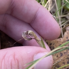 Diplodium laxum at Tennent, ACT - 10 Apr 2023