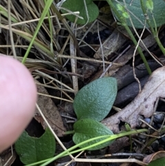 Diplodium laxum at Tennent, ACT - 10 Apr 2023