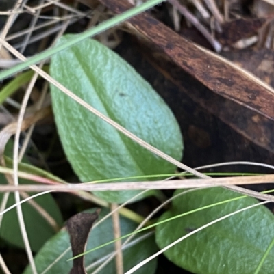 Diplodium coccinum (Scarlet Greenhood) at Tennent, ACT - 10 Apr 2023 by Tapirlord