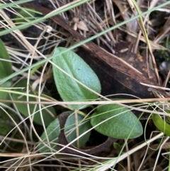 Diplodium coccinum at Tennent, ACT - 10 Apr 2023