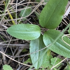 Diplodium coccinum at Tennent, ACT - 10 Apr 2023