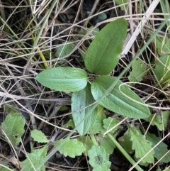 Diplodium coccinum at Tennent, ACT - 10 Apr 2023