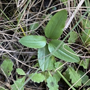 Diplodium coccinum at Tennent, ACT - 10 Apr 2023