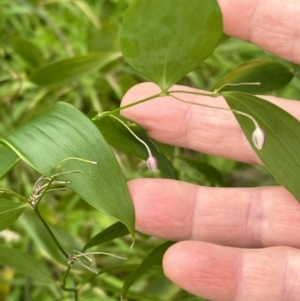 Eustrephus latifolius at Kangaroo Valley, NSW - 18 May 2023