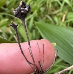 Eustrephus latifolius at Kangaroo Valley, NSW - 18 May 2023