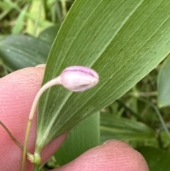 Eustrephus latifolius at Kangaroo Valley, NSW - 18 May 2023