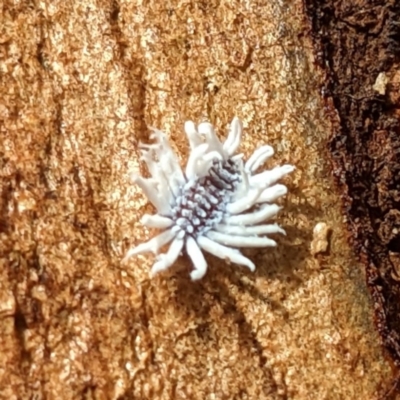 Coccinellidae sp01 (Unidentified Waxy Ladybird Larvae) at Acton, ACT - 18 May 2023 by HelenCross