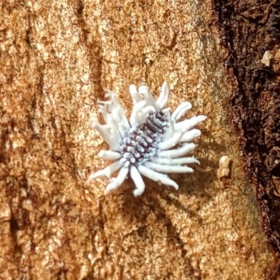 Cryptolaemus montrouzieri (Mealybug ladybird) at Acton, ACT - 18 May 2023 by HelenCross