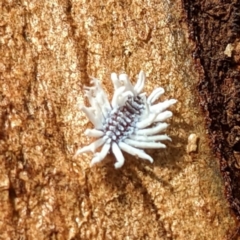 Cryptolaemus montrouzieri (Mealybug ladybird) at Acton, ACT - 18 May 2023 by HelenCross