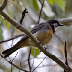 Pachycephala rufiventris (Rufous Whistler) at Namadgi National Park - 4 Feb 2023 by KorinneM