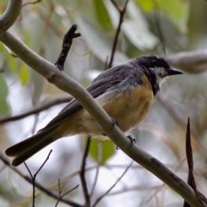 Pachycephala rufiventris at Tennent, ACT - 4 Feb 2023