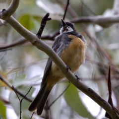 Pachycephala rufiventris at Tennent, ACT - 4 Feb 2023