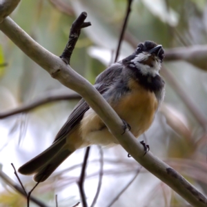 Pachycephala rufiventris at Tennent, ACT - 4 Feb 2023