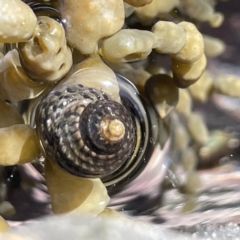 Austrocochlea concamerata (Wavy Top Shell) at Lilli Pilli, NSW - 17 May 2023 by Hejor1