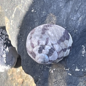 Austrocochlea porcata at Lilli Pilli, NSW - 17 May 2023