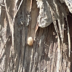 Laxta granicollis at Lilli Pilli, NSW - 17 May 2023