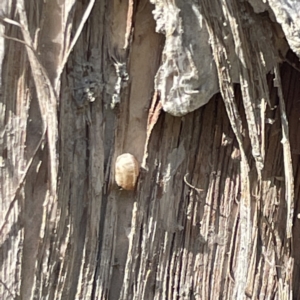 Laxta granicollis at Lilli Pilli, NSW - 17 May 2023 01:48 PM