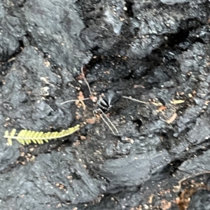 Leptomyrmex erythrocephalus at Surf Beach, NSW - 18 May 2023 11:45 AM