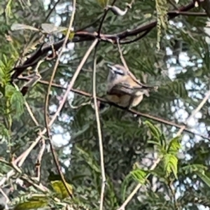 Gerygone mouki at Surf Beach, NSW - 18 May 2023 12:32 PM