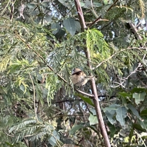 Gerygone mouki at Surf Beach, NSW - 18 May 2023 12:32 PM