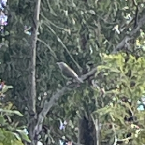 Colluricincla harmonica at Surf Beach, NSW - 18 May 2023