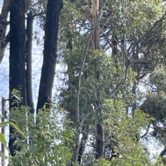 Colluricincla harmonica at Surf Beach, NSW - 18 May 2023