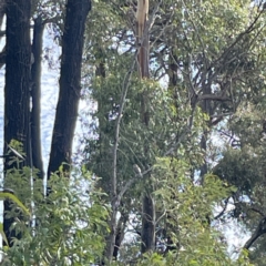 Colluricincla harmonica at Surf Beach, NSW - 18 May 2023 12:37 PM