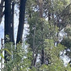 Colluricincla harmonica at Surf Beach, NSW - 18 May 2023