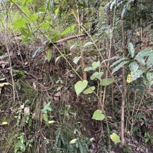 Physalis peruviana at Kangaroo Valley, NSW - suppressed