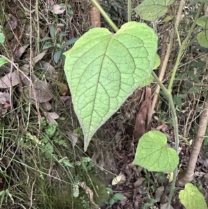 Physalis peruviana at Kangaroo Valley, NSW - suppressed