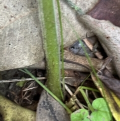 Physalis peruviana at Kangaroo Valley, NSW - suppressed