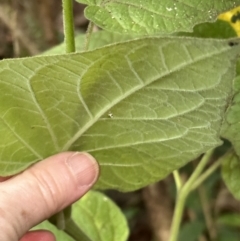 Physalis peruviana at Kangaroo Valley, NSW - suppressed