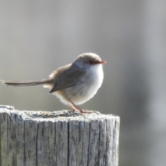 Malurus cyaneus (Superb Fairywren) at Wayo, NSW - 15 May 2023 by GlossyGal